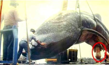 La ballena Azul tiene el pene más grande del mundo